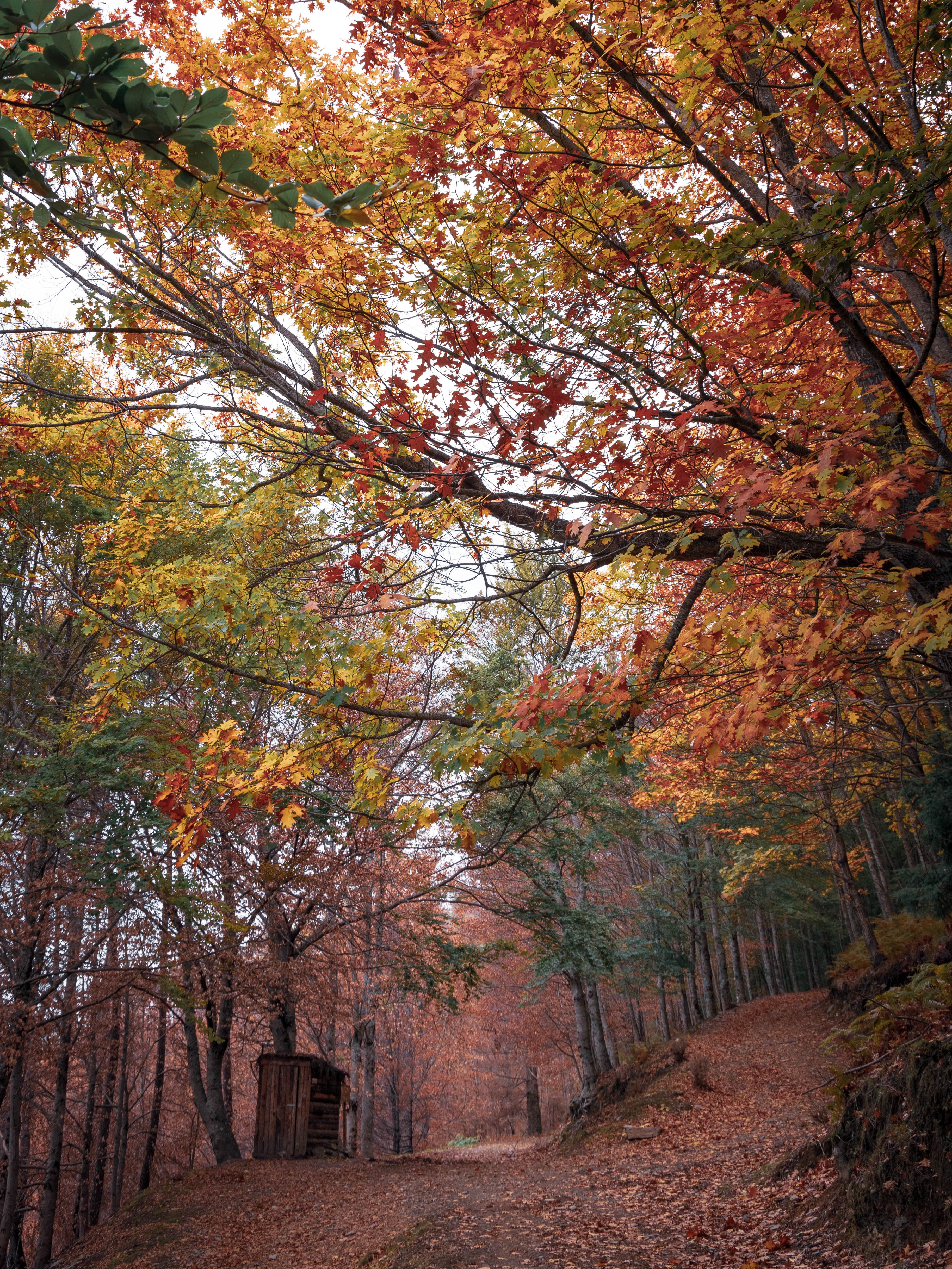 faias são lourenço autumn