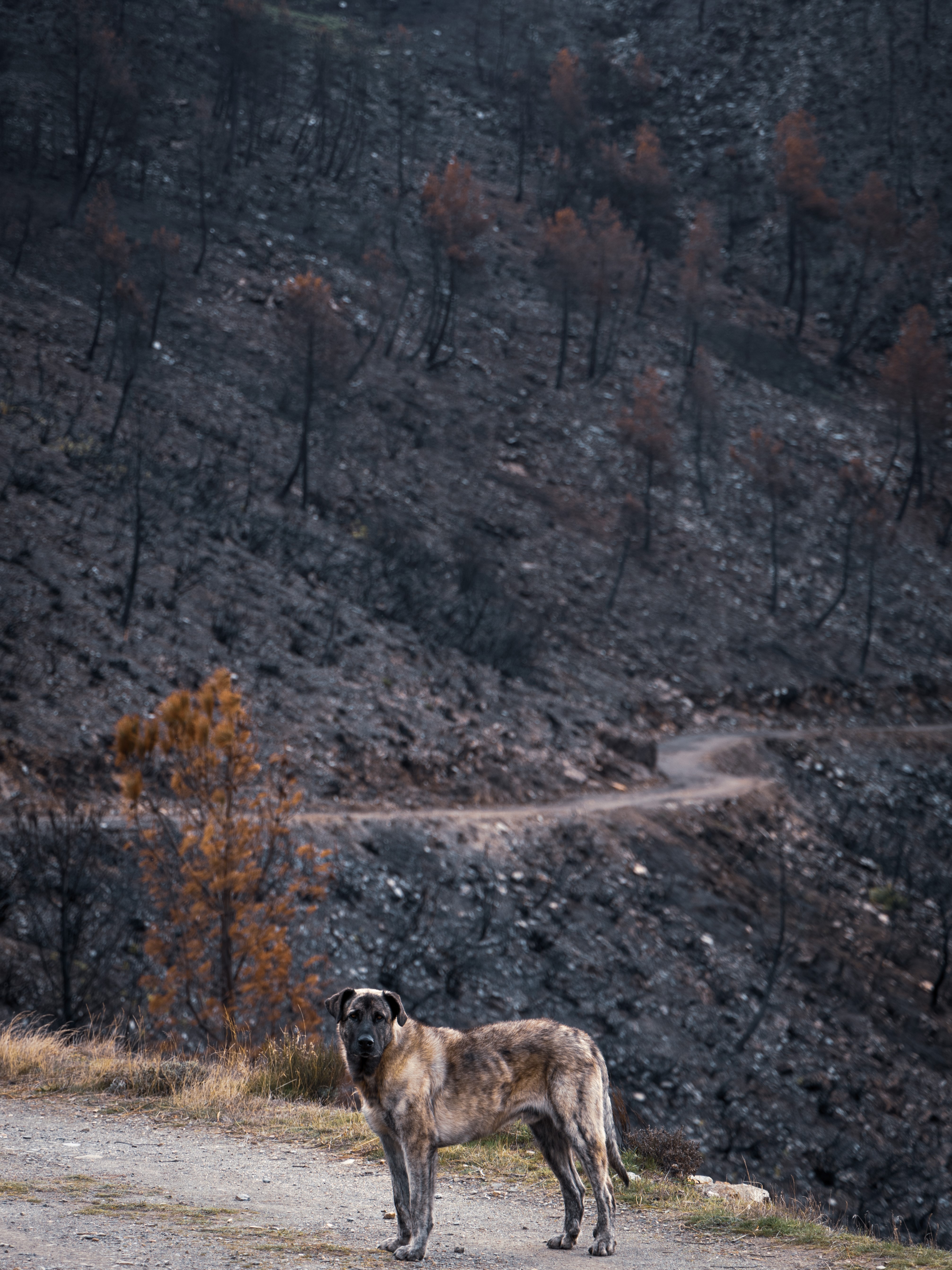 faias são lourenço autumn Faias são Lourenço serra da estrela