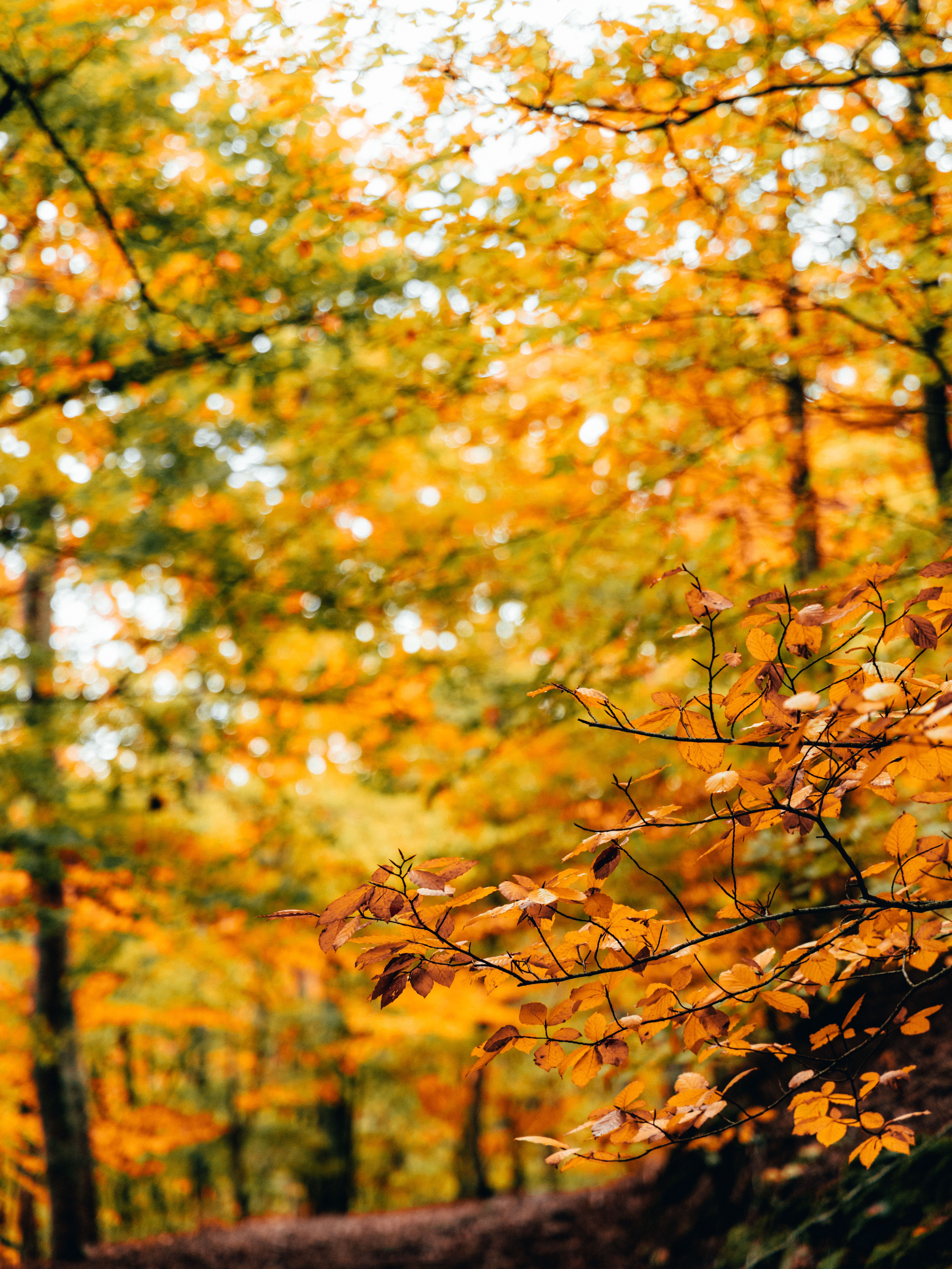 faias são lourenço autumn