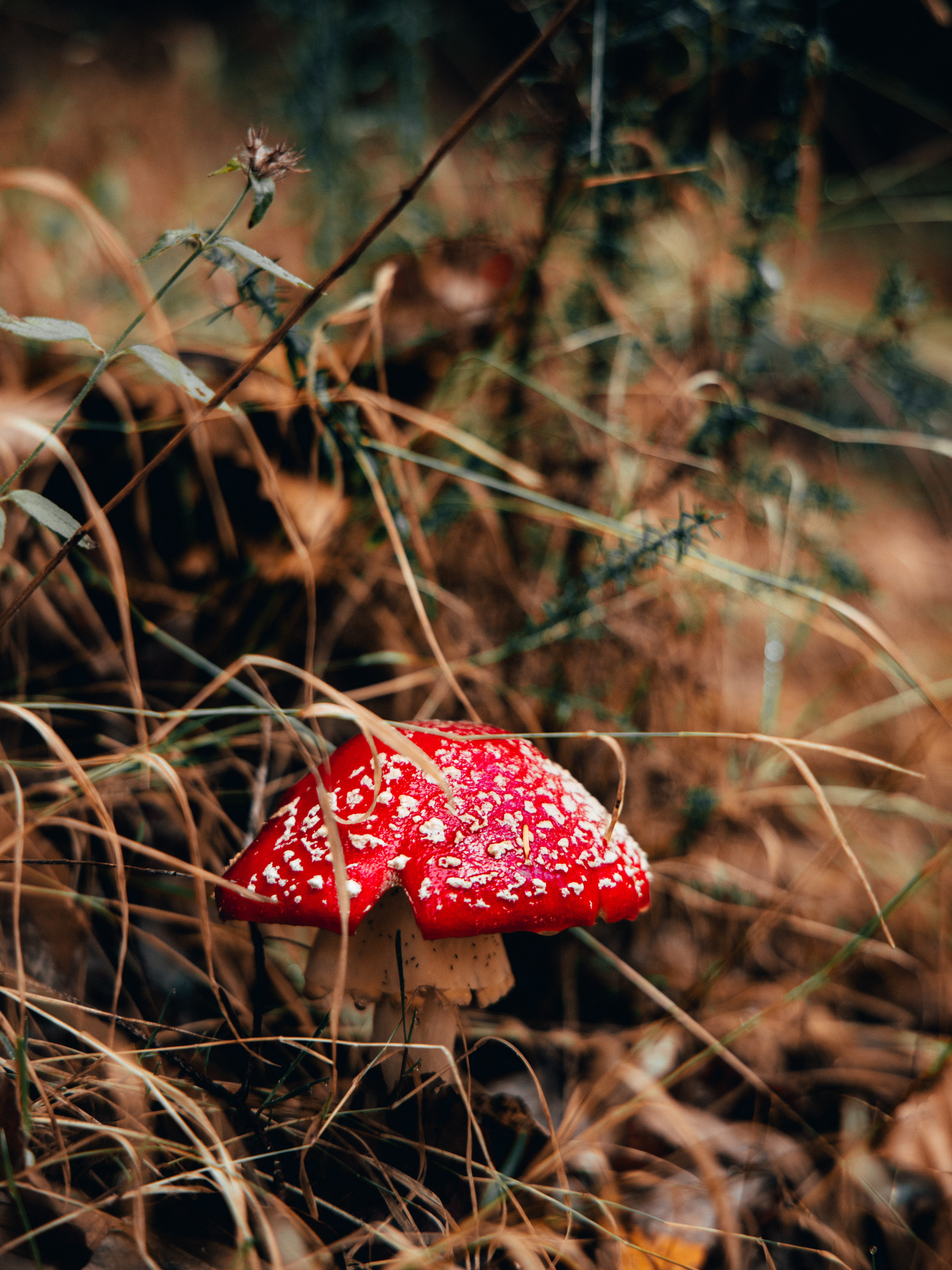 faias são lourenço autumn