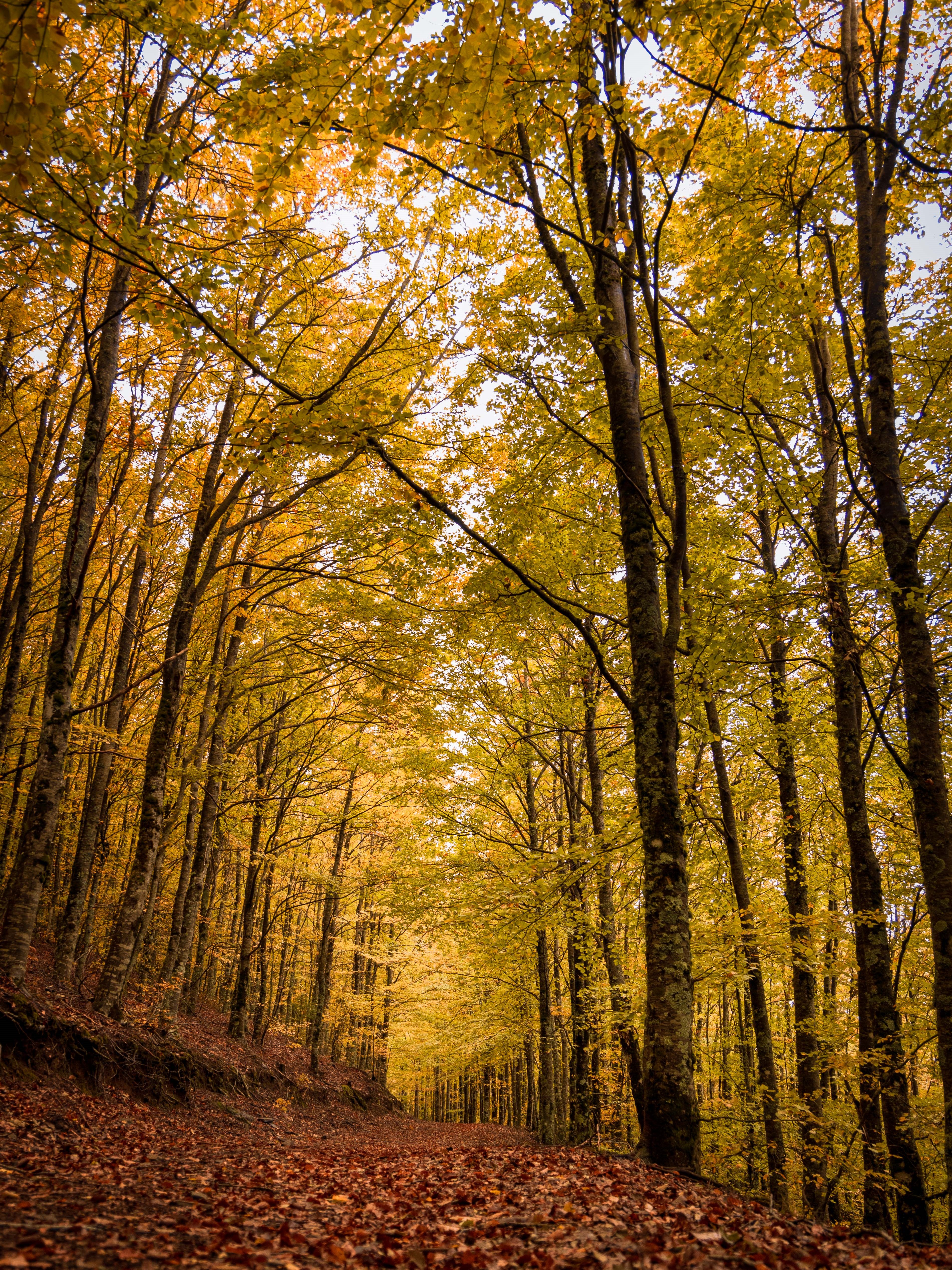 faias são lourenço autumn Faias são Lourenço serra da estrela