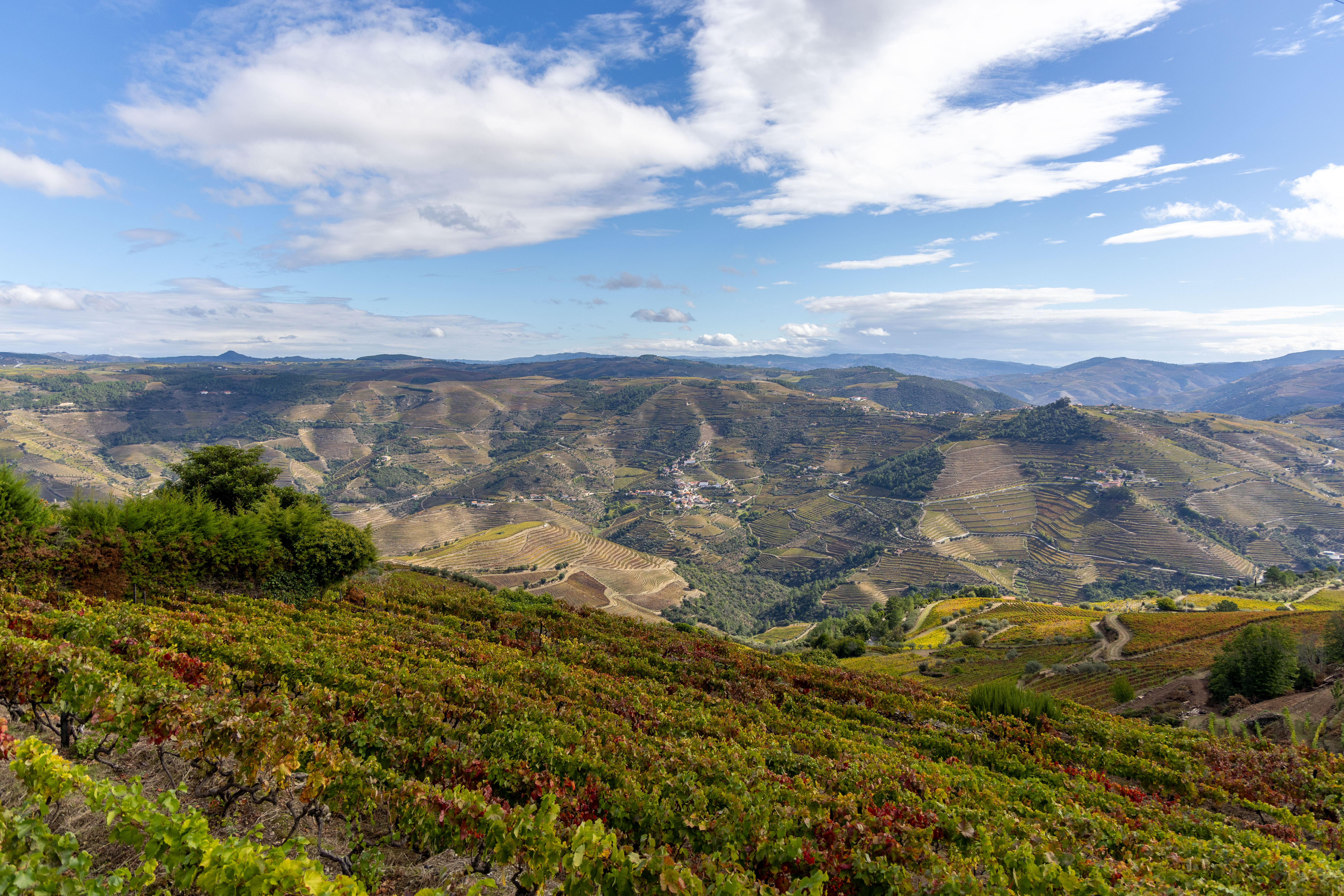 Douro Valley Tour