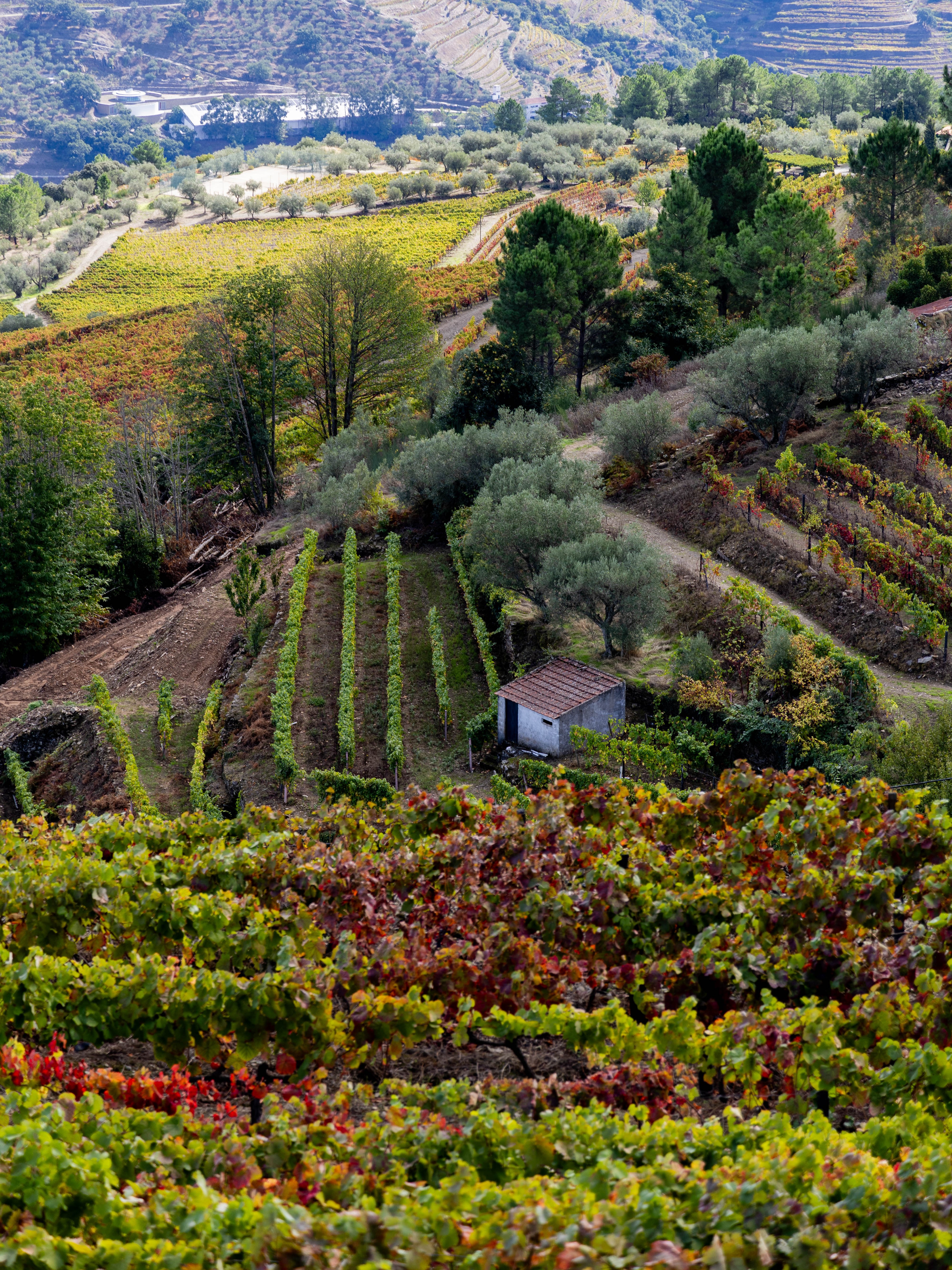 Douro Valley Tour