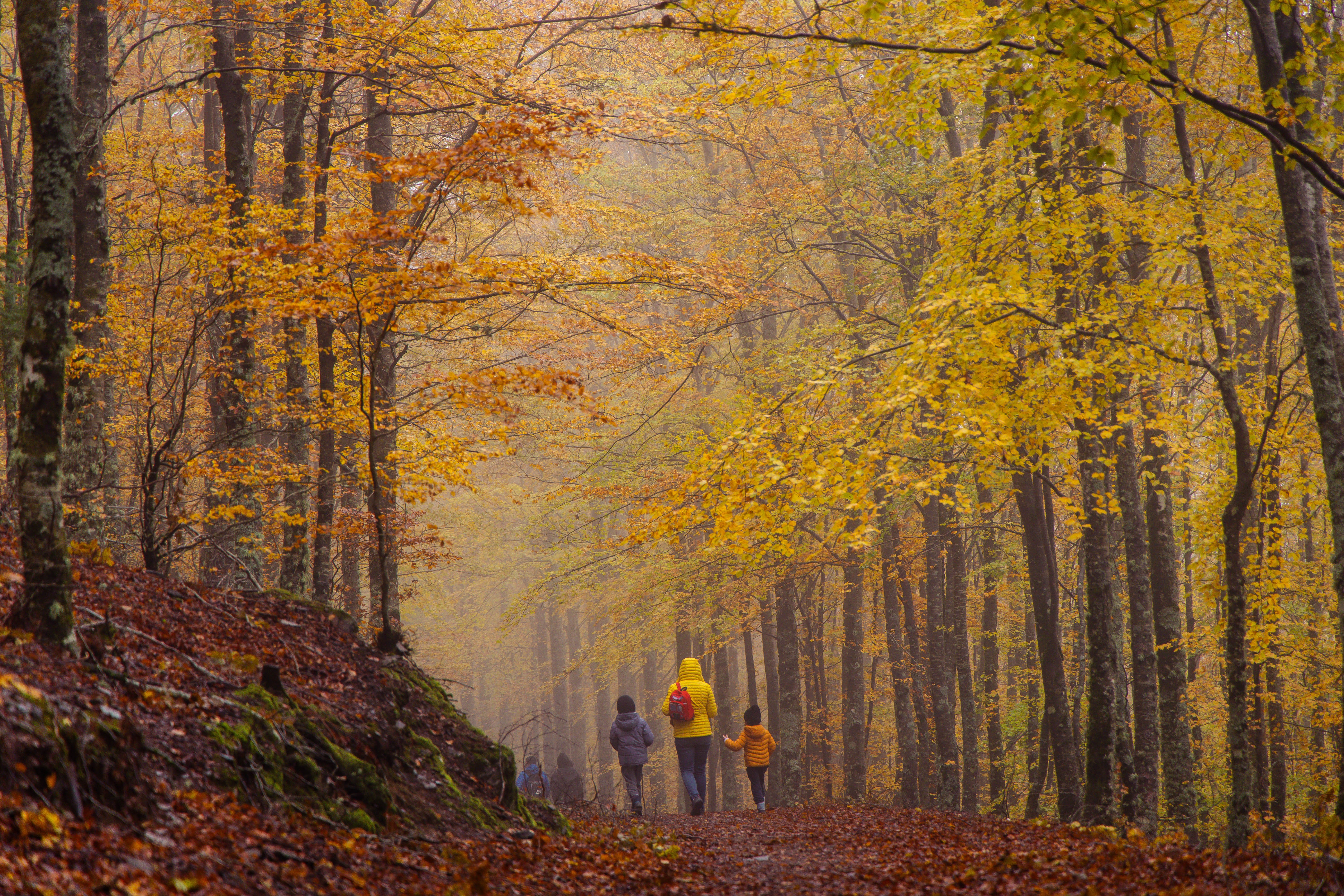 faias são lourenço serra da estrela