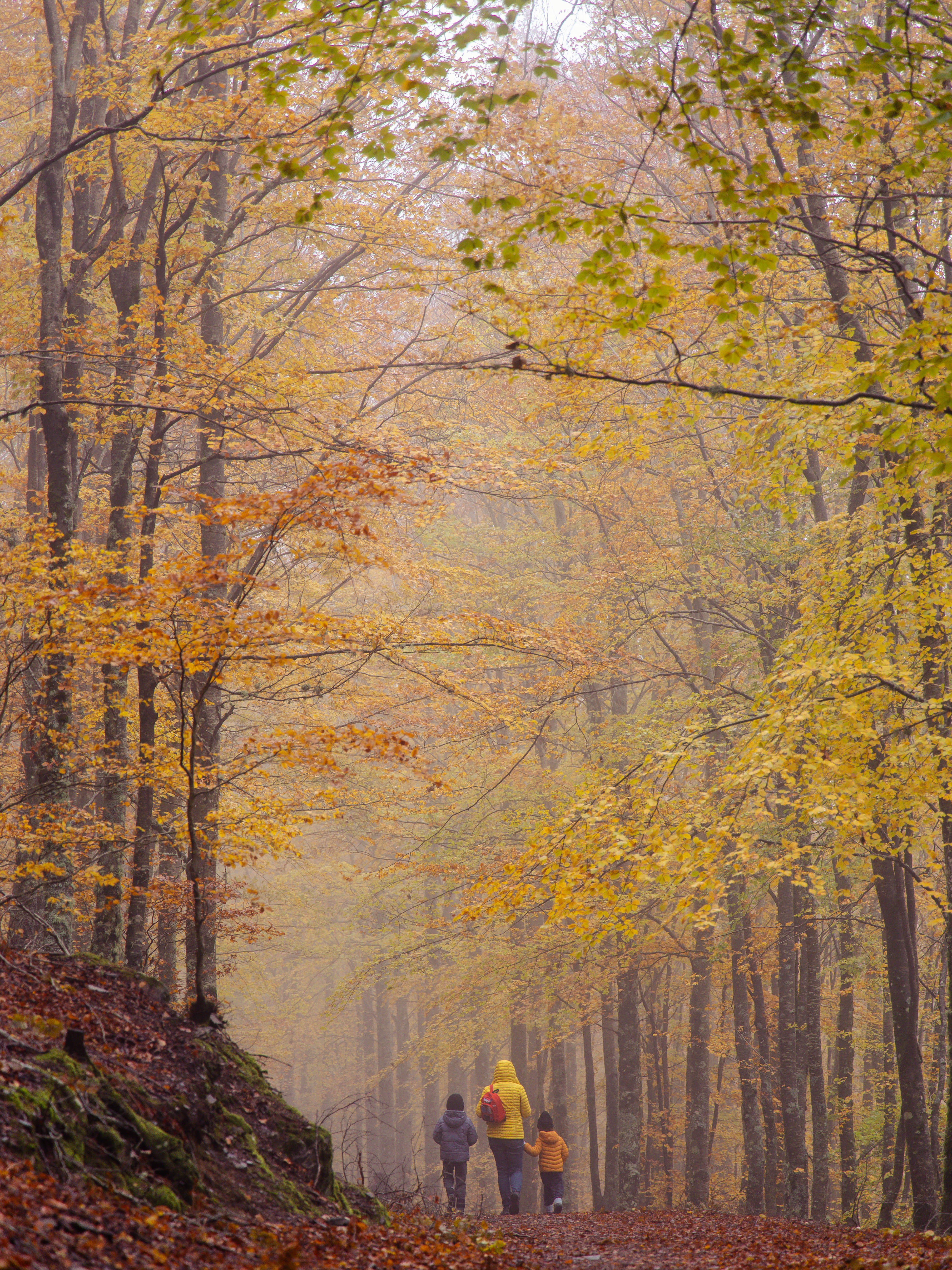 faias são lourenço autumn