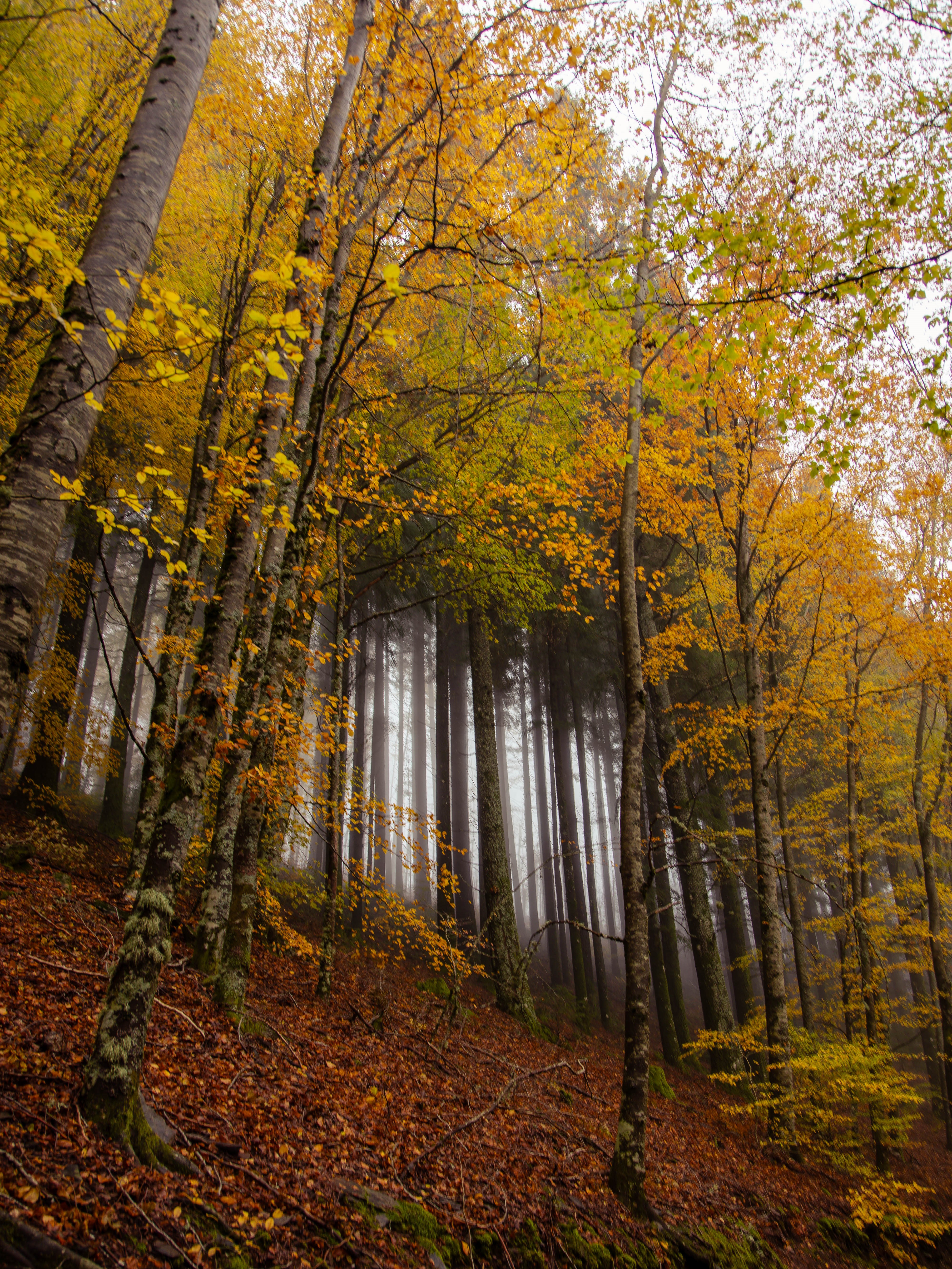 faias são lourenço autumn Faias são Lourenço serra da estrela
