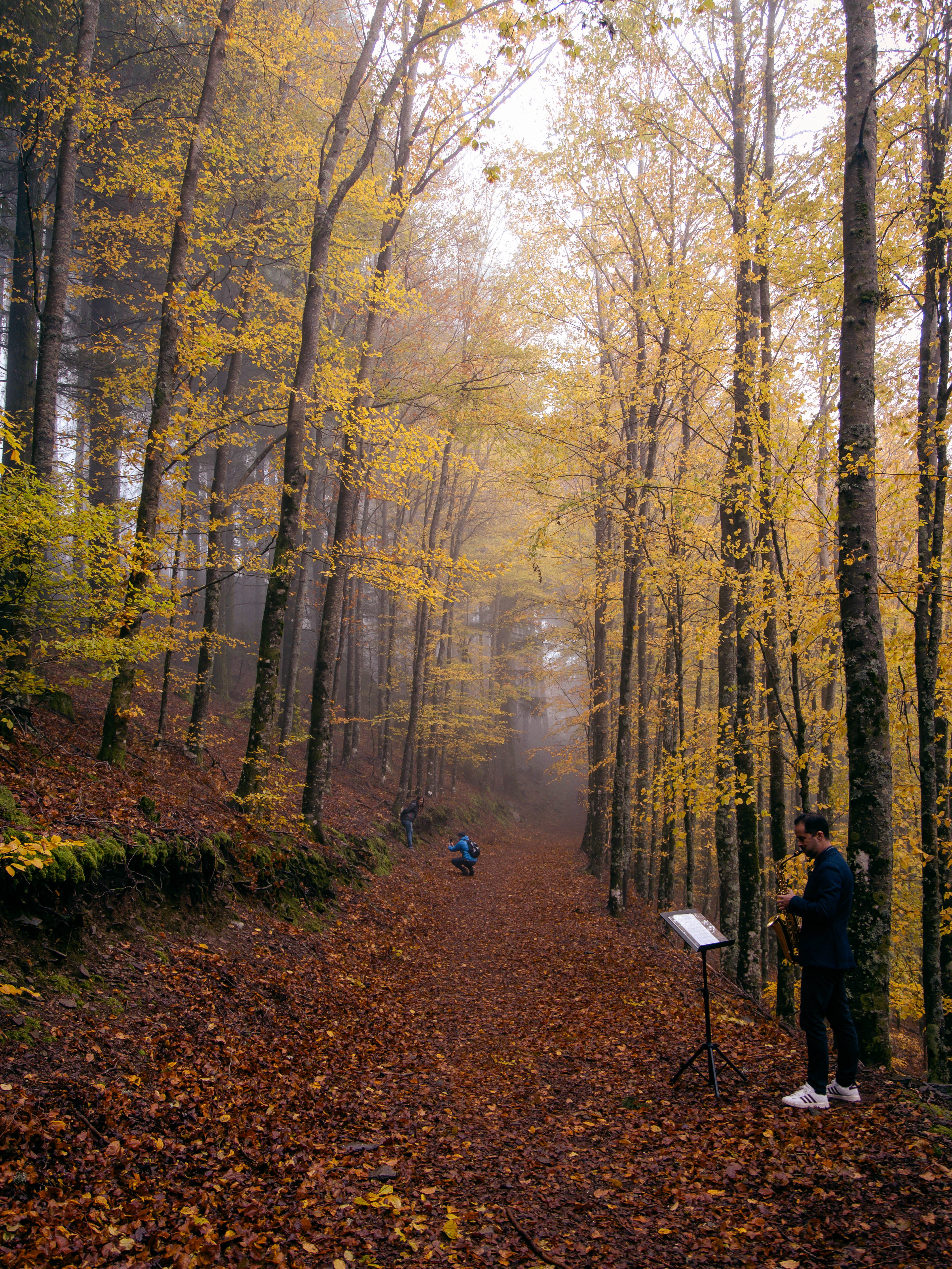 faias são lourenço autumn