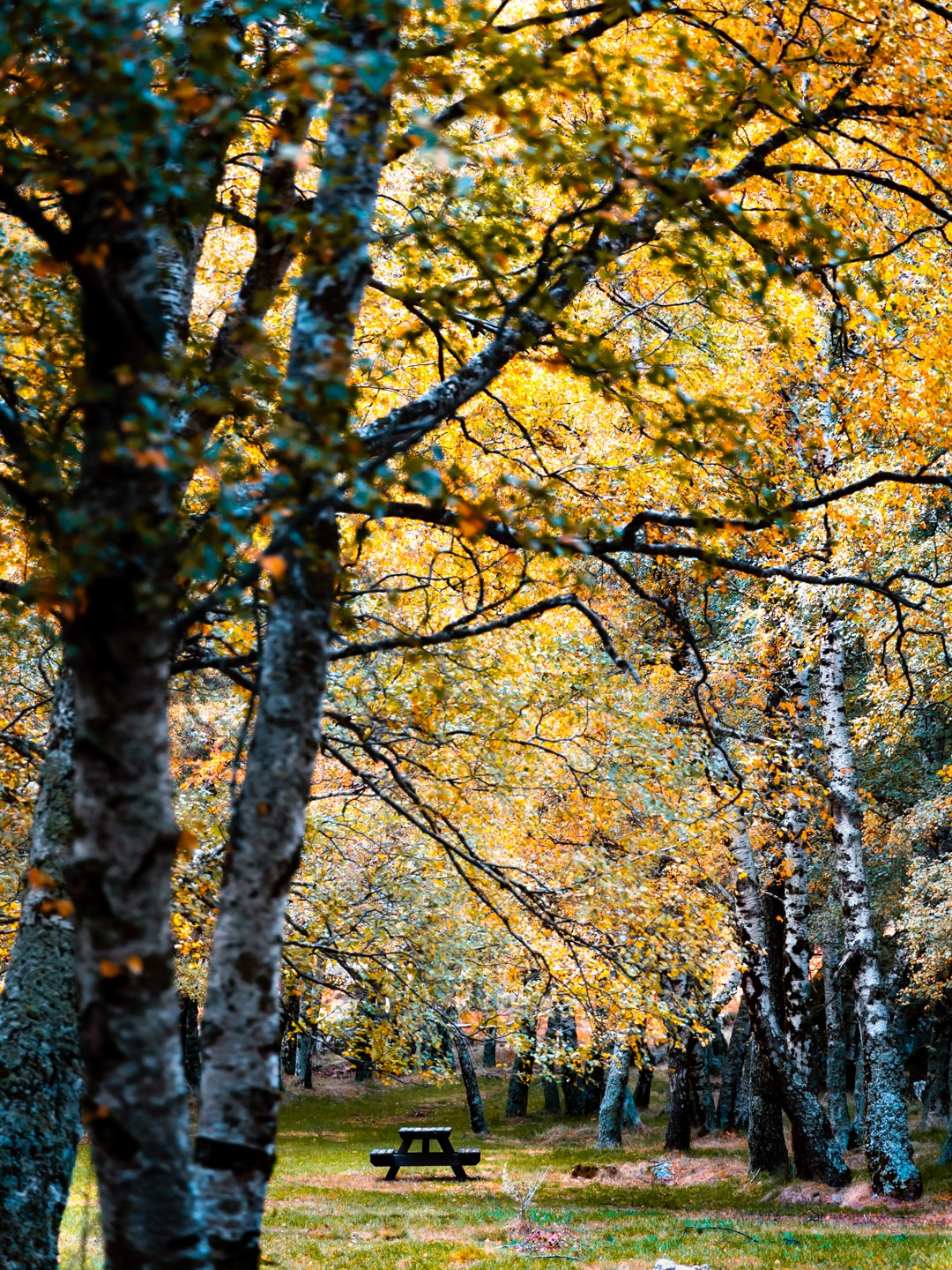 Serra da estrela autumn