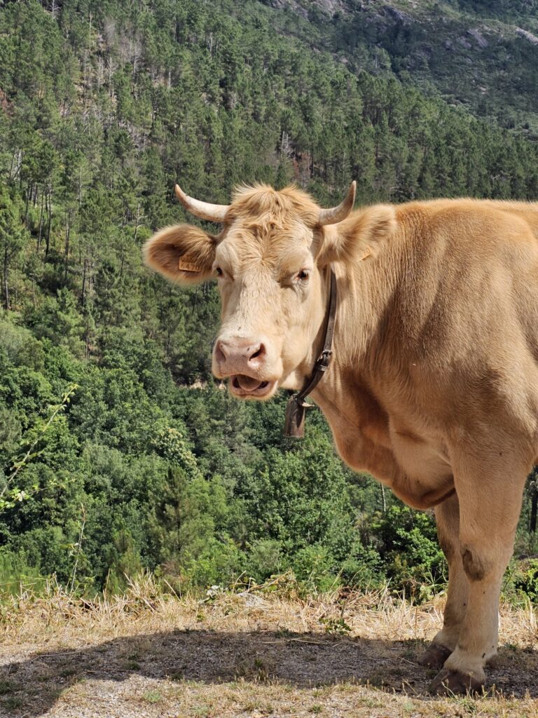 gerês tour